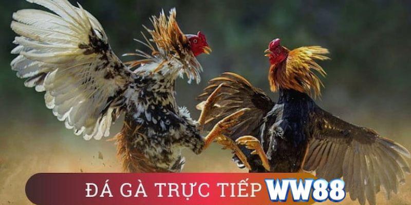 Đá gà WW88 – Giải đấu gà online trực tiếp